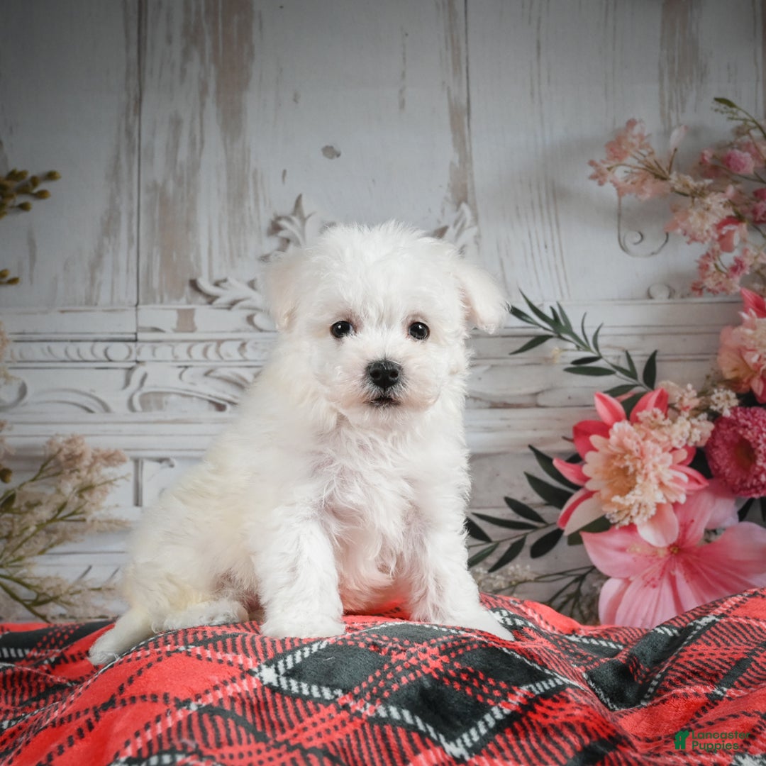 Bichon Frise dogs for sale: Meverick - Ad 5