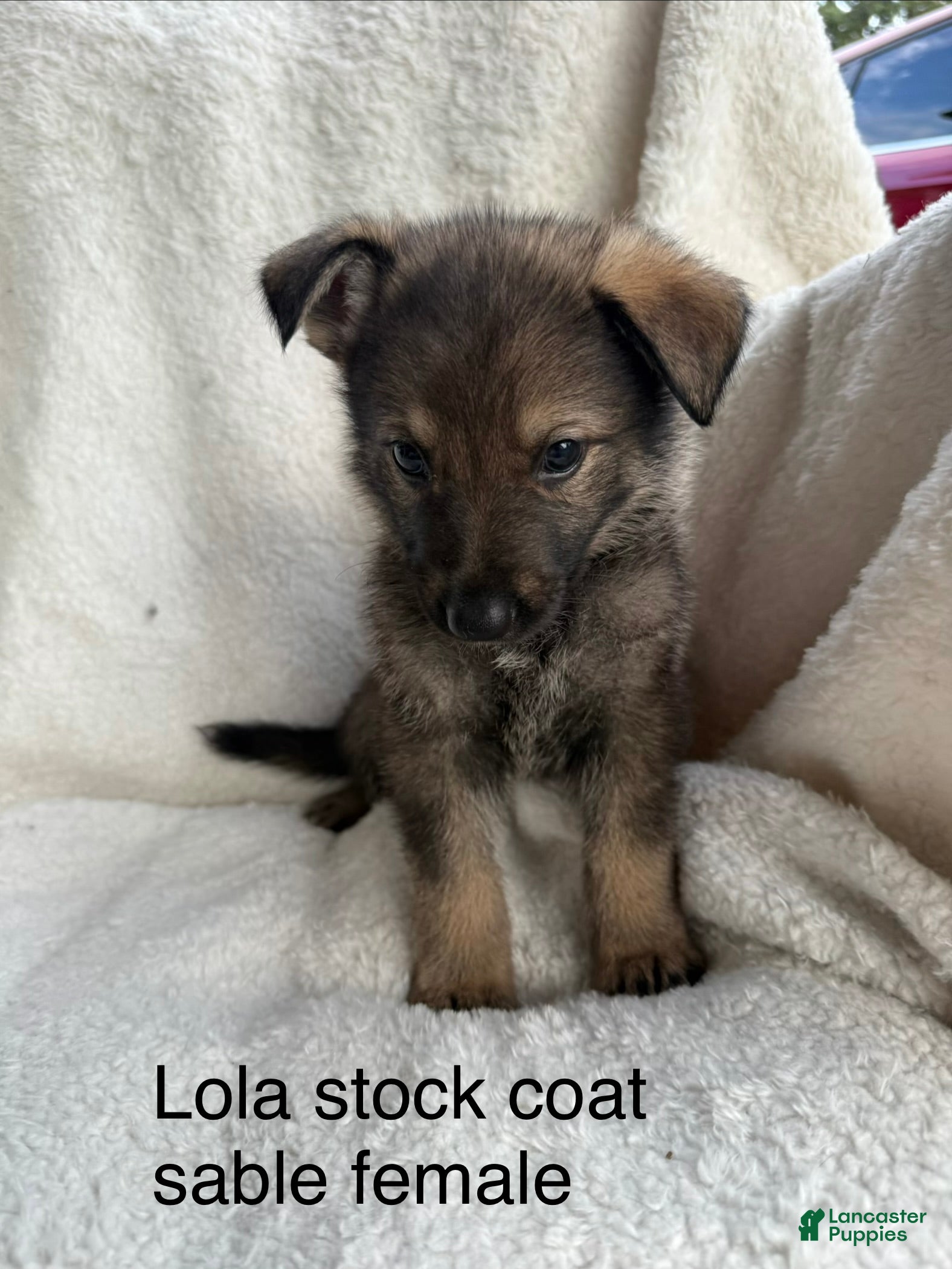 German Shepherd dogs Lola - Ad 1