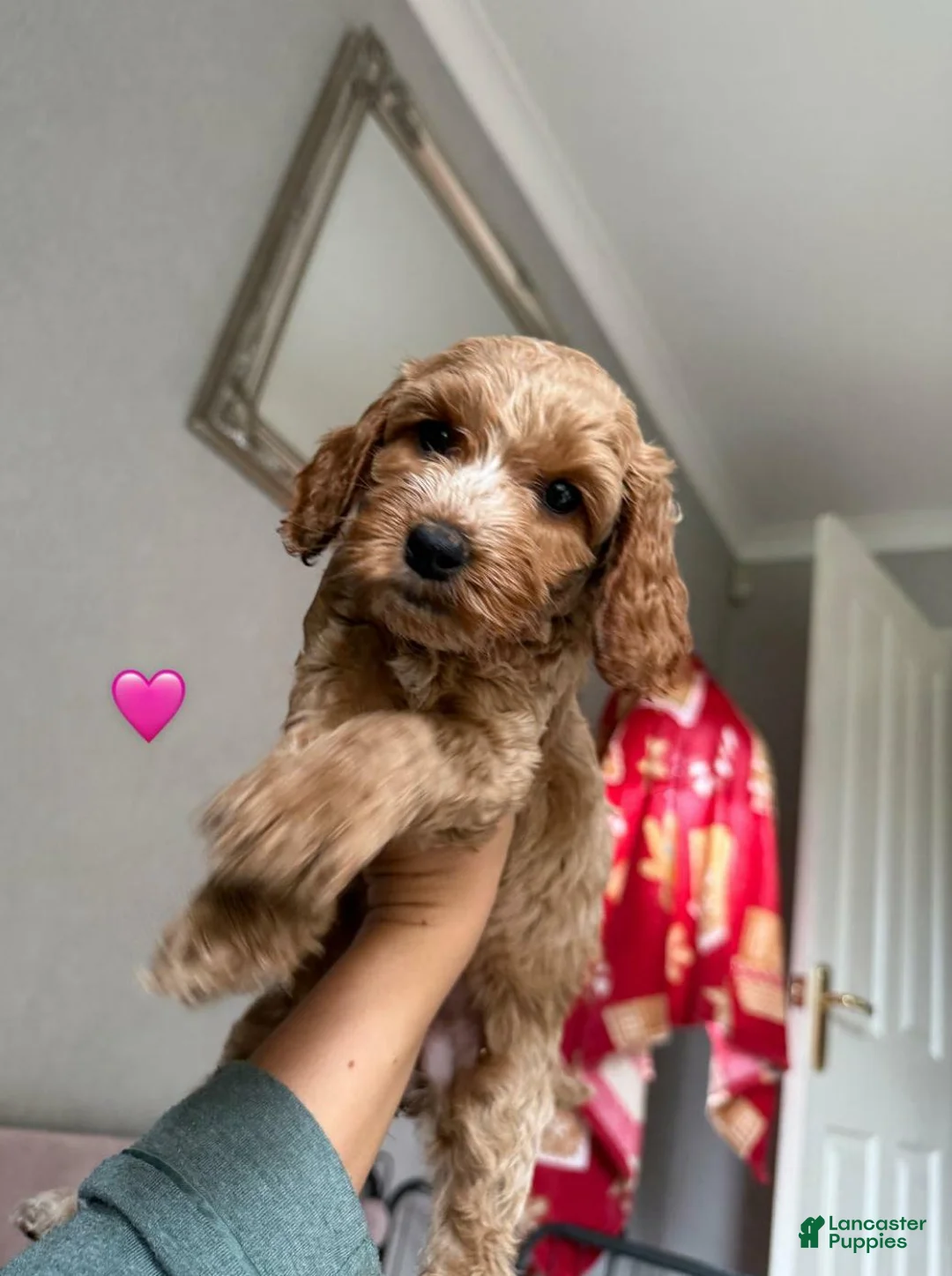 Cavapoo dogs for sale: Britney  - Ad 20