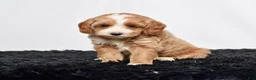 Mini Goldendoodle dogs for sale: Ms. Amber - Ad 3
