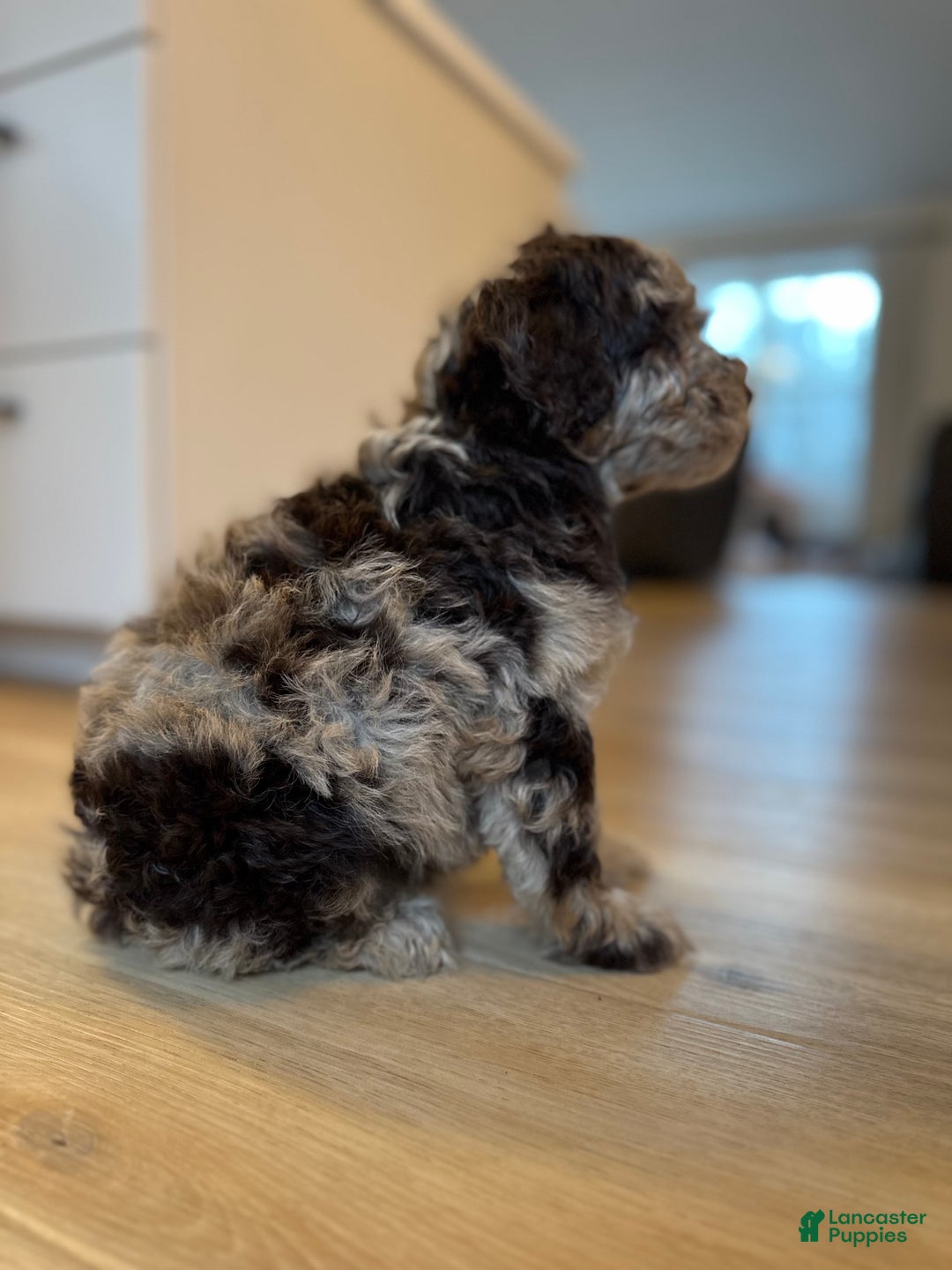 Mini Goldendoodle dogs for sale: Cooper - Ad 2