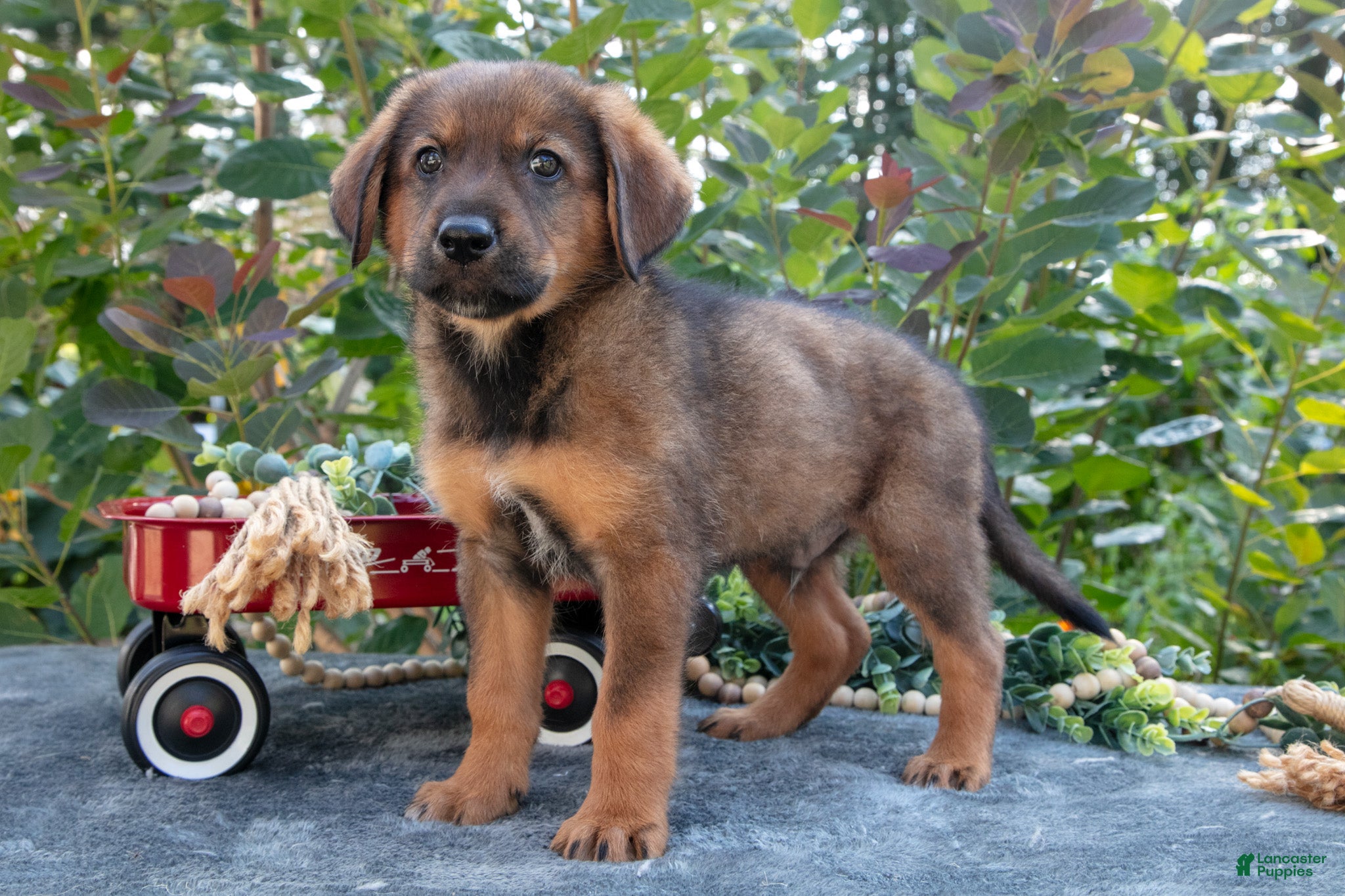 German Shepherd dogs Carl - Ad 1