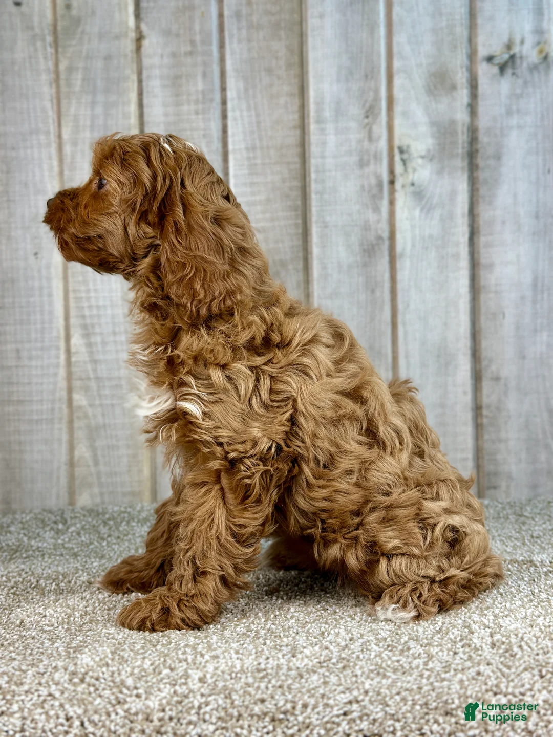 Cavapoo dogs for sale: Girl Dotty - 4936 - Ad 2