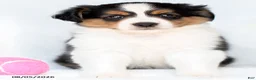 Miniature Australian Shepherd dogs for sale: Shila - Ad 2