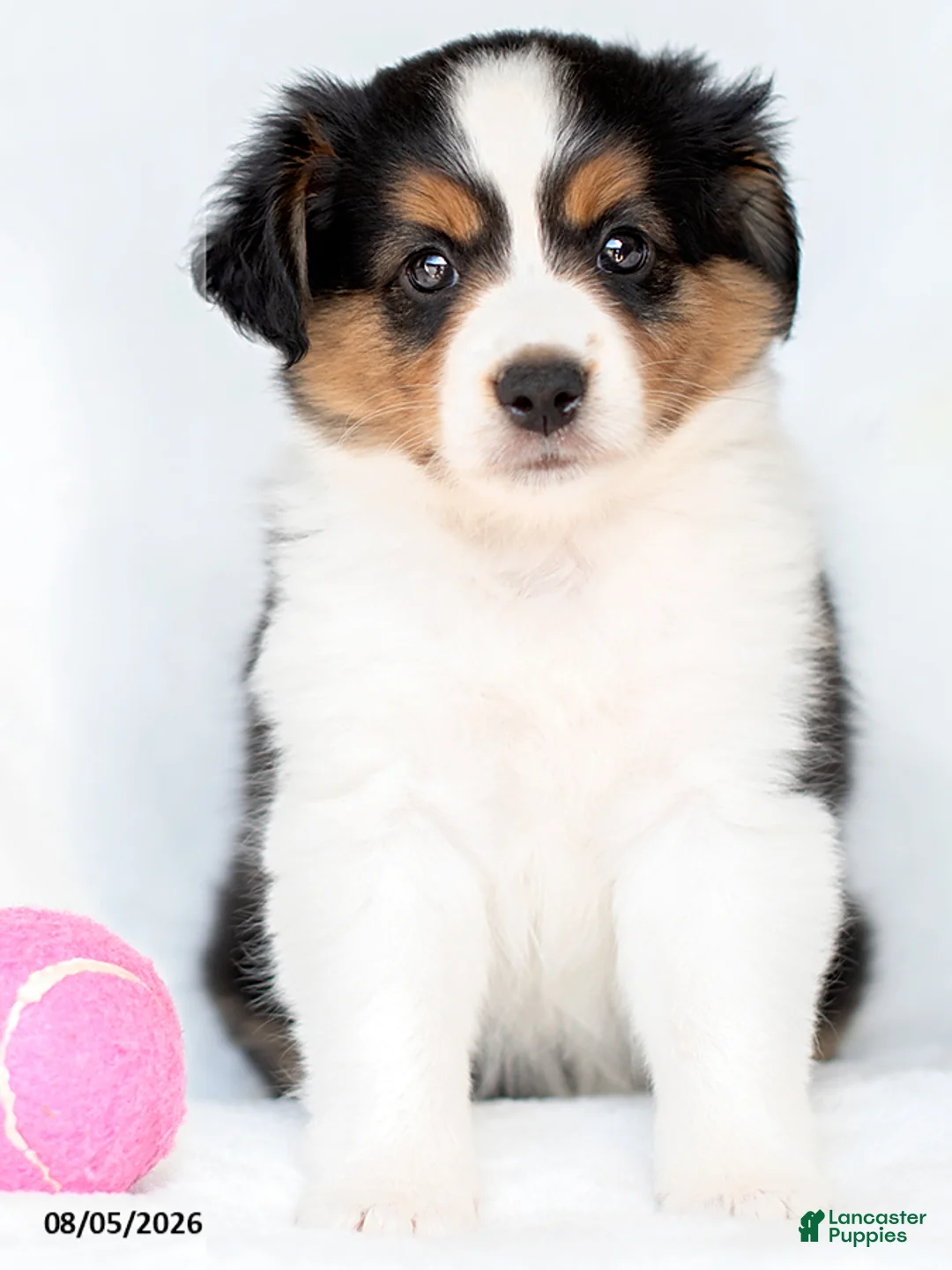Miniature Australian Shepherd dogs for sale: Shila - Ad 2