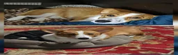 Welsh Corgi Pembroke dogs for sale: Bear - AKC/DNA Tested - Pembroke Welsh Corgi Puppy  - Ad 12