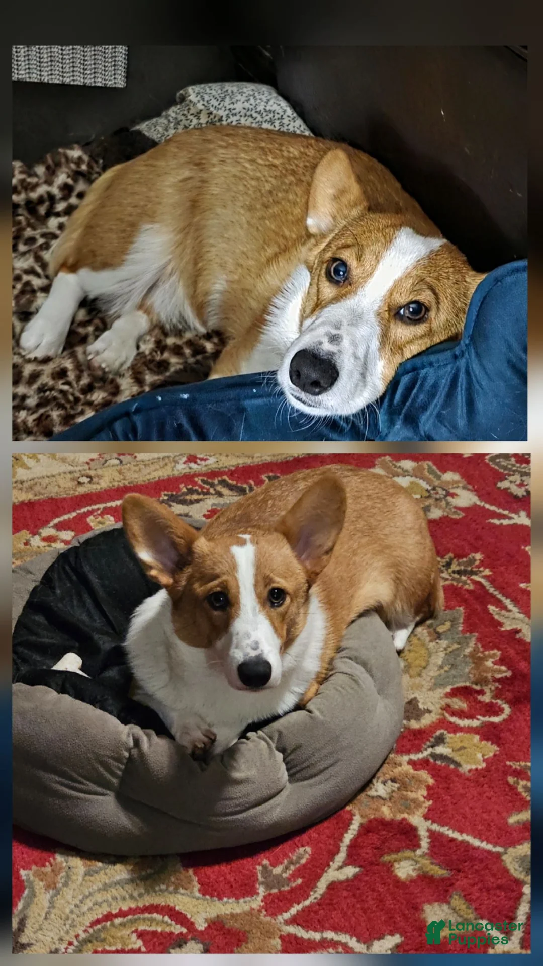 Welsh Corgi Pembroke dogs for sale: Bear - AKC/DNA Tested - Pembroke Welsh Corgi Puppy  - Ad 12