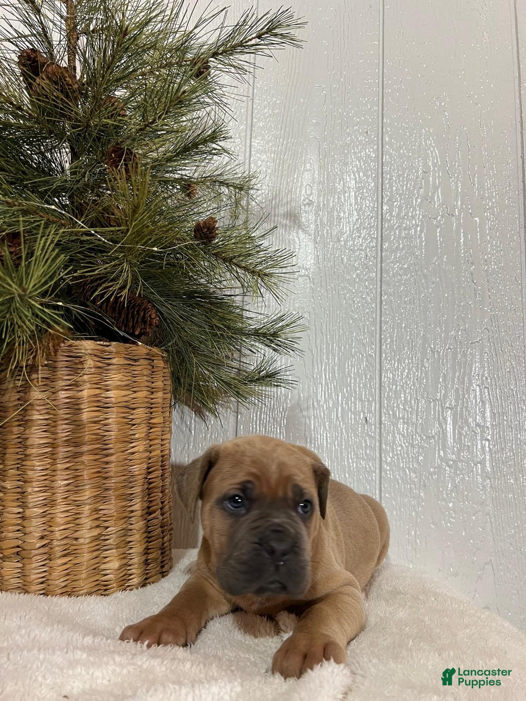 Cane Corso dogs for sale: Hank - Ad 2