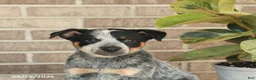 Australian Cattle Dog dogs for sale: Molly - Ad 5
