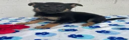 German Shepherd dogs for sale: Piper - Ad 2