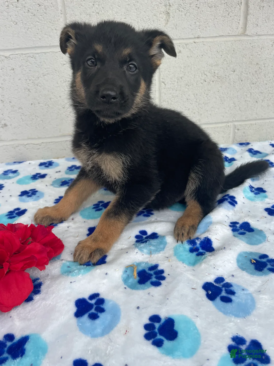 German Shepherd dogs for sale: Piper - Ad 2
