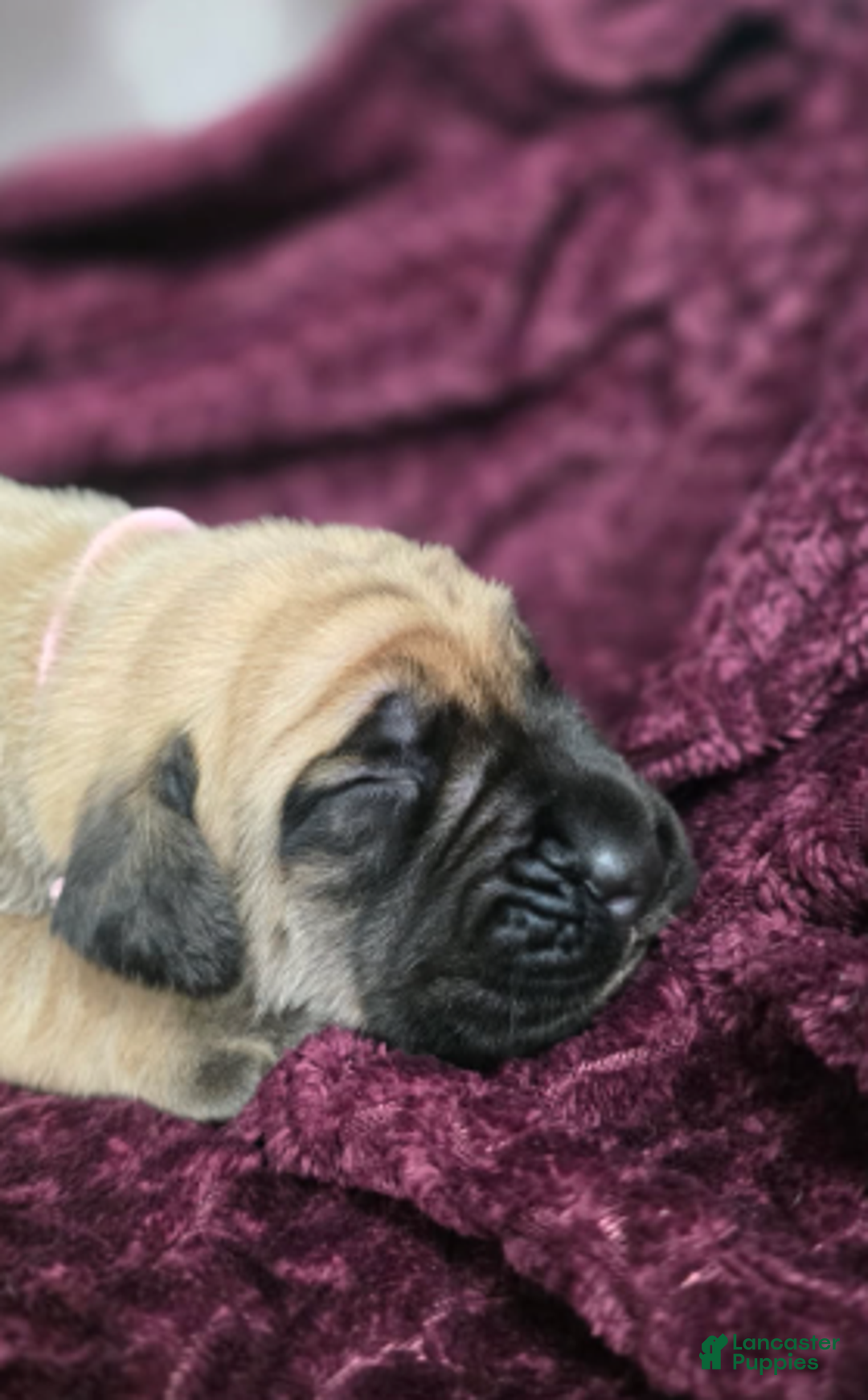 English Mastiff dogs for sale: Connie - Ad 2