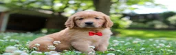 Golden Retriever dogs for sale: Charlie - Ad 3