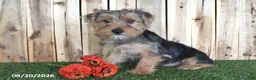 Yorkshire Terrier dogs for sale: Dalas - Ad 3