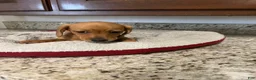 Miniature Dachshund dogs for sale: Winnie  - Ad 6
