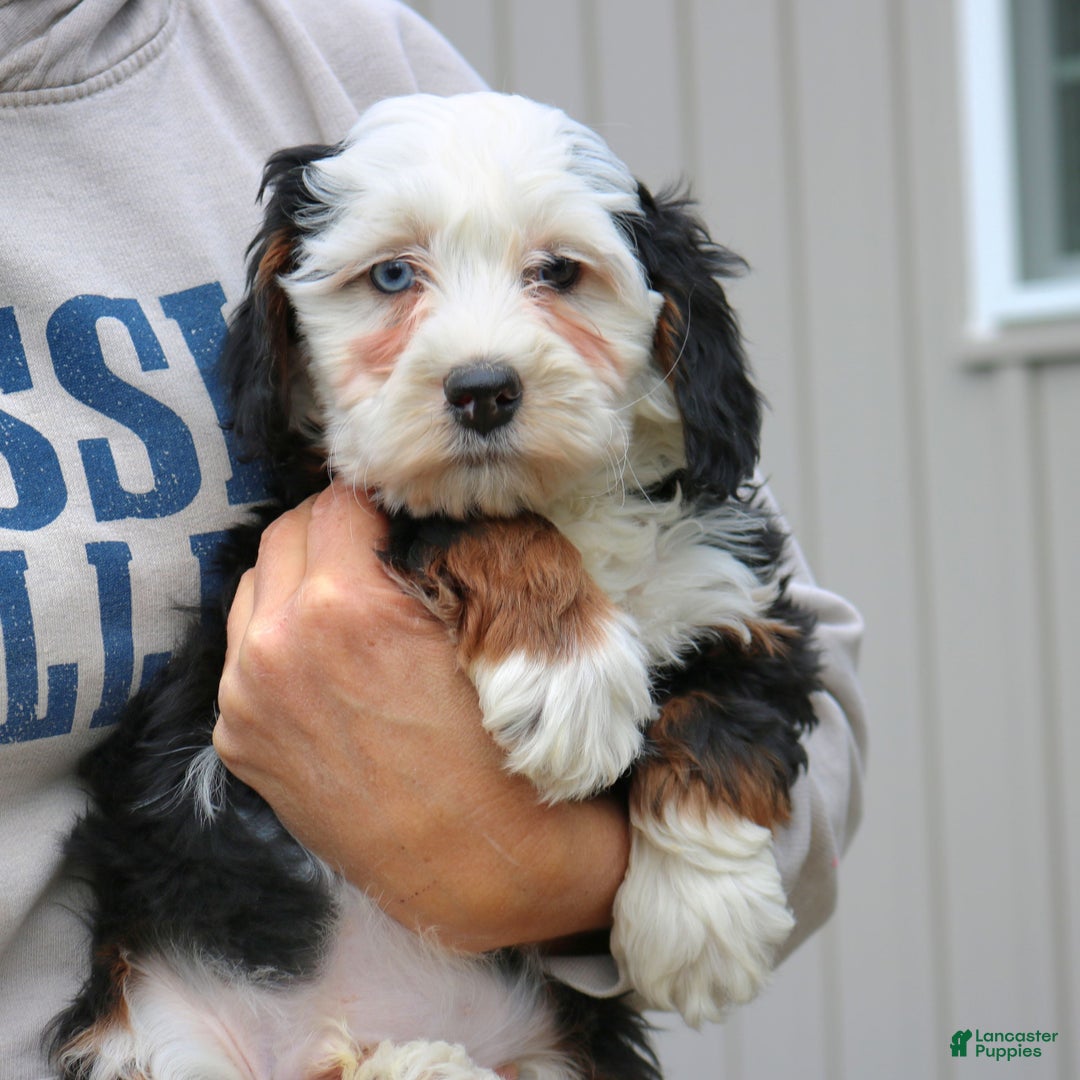 Mini Bernedoodle dogs for sale: Riker  - Ad 4