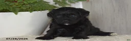 Maltipoo dogs for sale: Princess - Ad 5