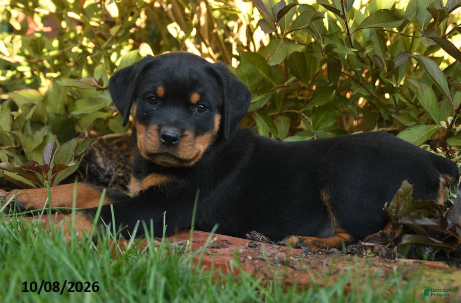 Rottweiler dogs Pennelope  - Ad 2