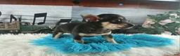 Chihuahua dogs for sale: Blk tan male B Hand Delivery  - Ad 5
