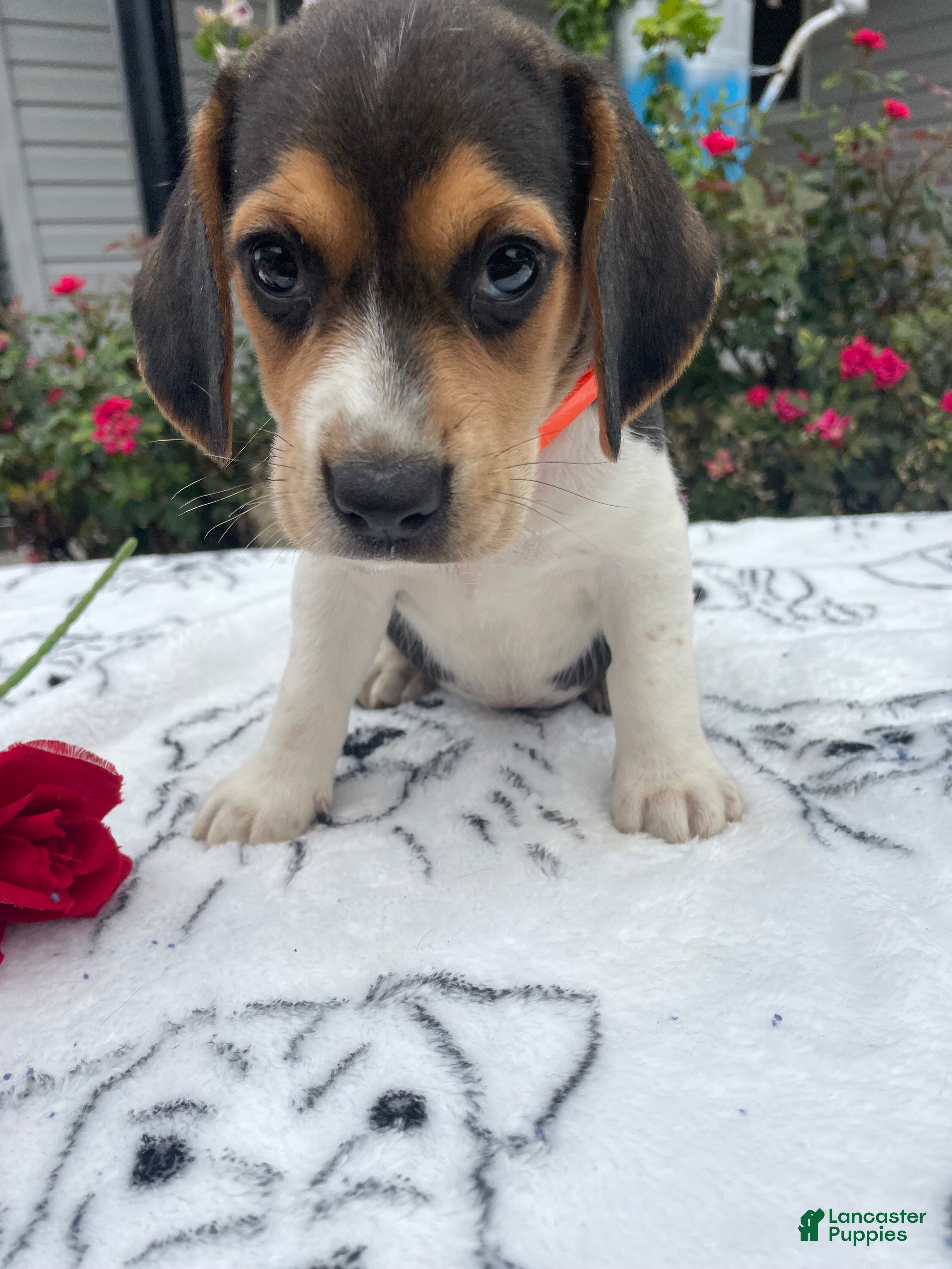 Beagle dogs Cookie - Ad 22