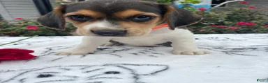 Cookie