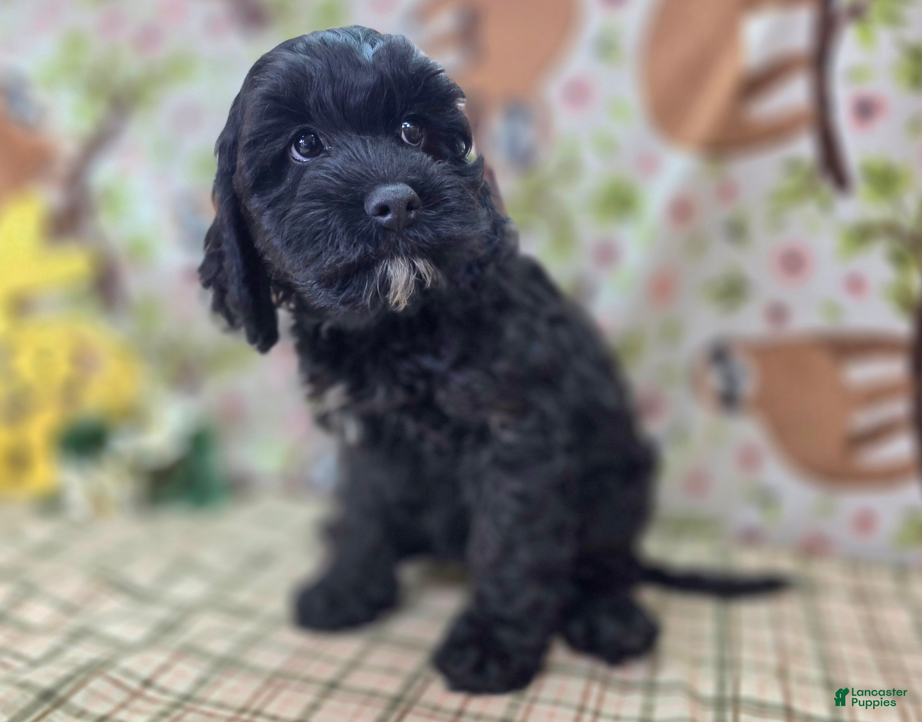 Cockapoo dogs Nova - Ad 10