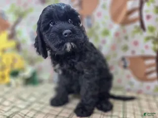 Cockapoo dogs Nova - Ad 10