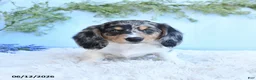 Miniature Dachshund dogs for sale: Kendon - Ad 5