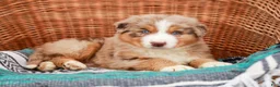 Australian Shepherd dogs for sale: Rufas - Ad 5