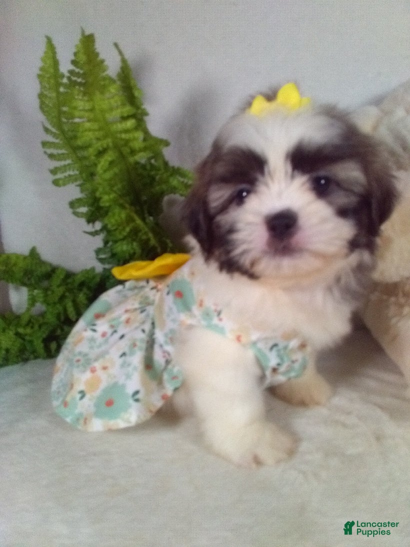 Shih Tzu dogs Macy - Ad 1