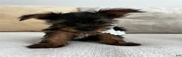 Yorkshire Terrier dogs for sale: Yorkshire Terrier 1 - Ad 3