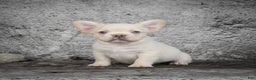 French Bulldog dogs for sale: Kody - Ad 4