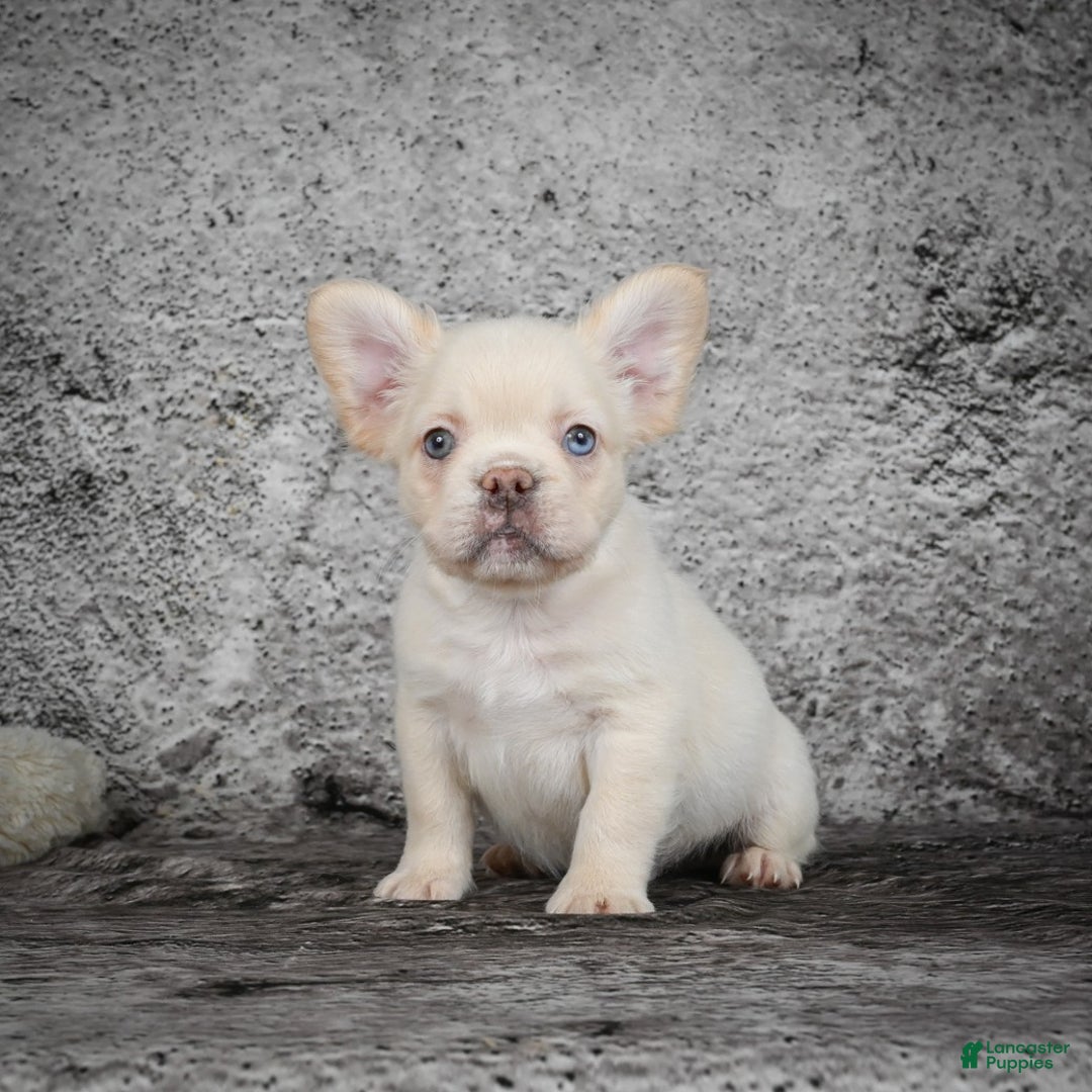 French Bulldog dogs for sale: Kody - Ad 4