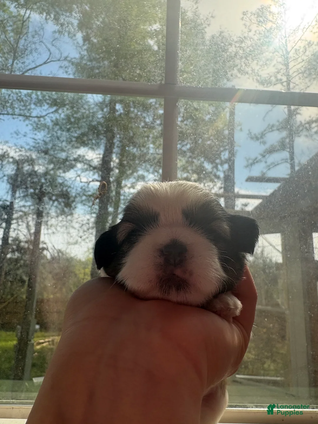 Shih Tzu dogs for sale: Shih Tzu Puppy 3 - Ad 1