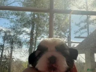 Shih Tzu dogs Shih Tzu Puppy 3 - Ad 10
