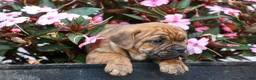 Beabull dogs for sale: Avery ❤️ - Ad 16
