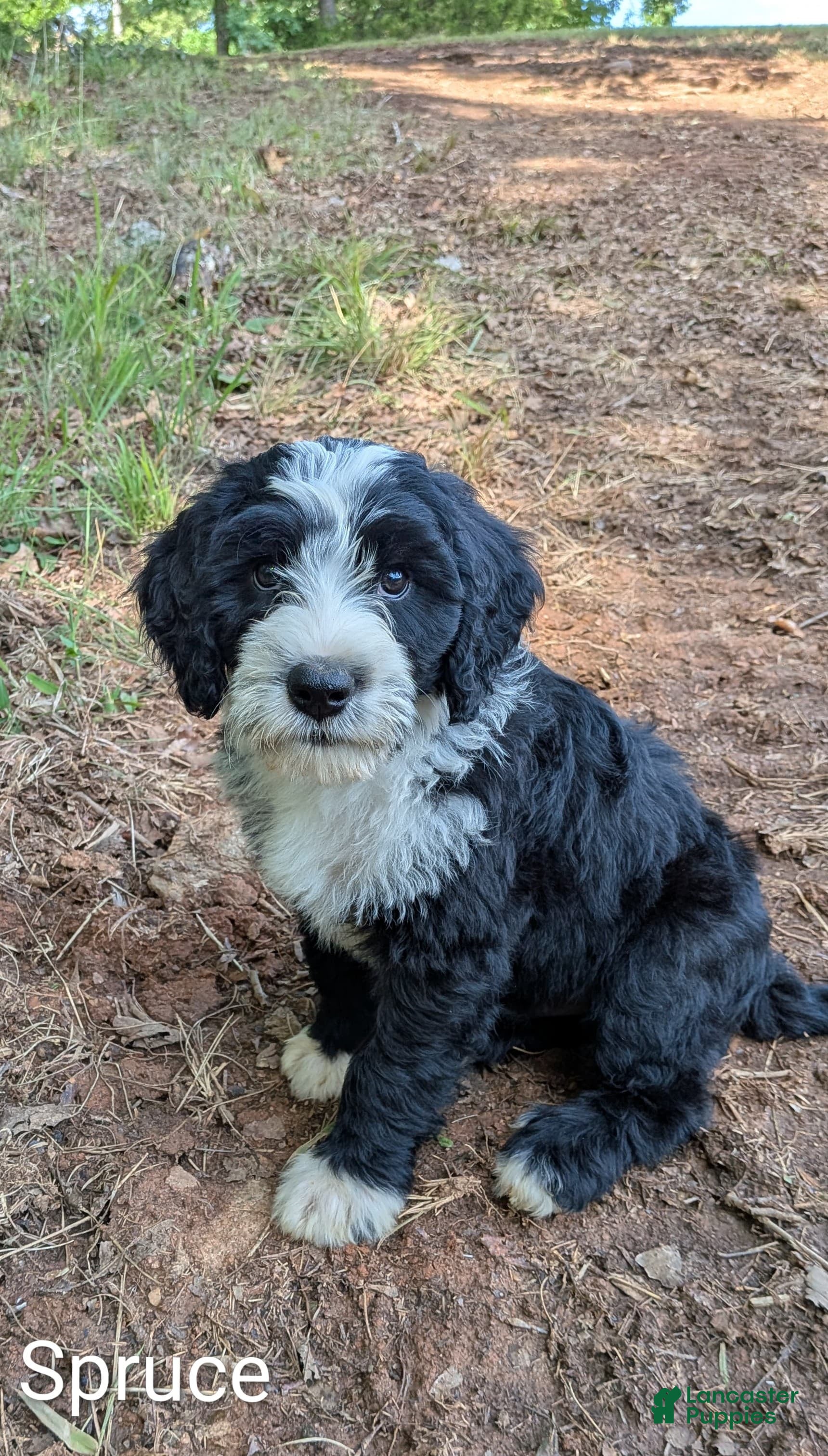 Mixed Breed dogs Spruce - Ad 2