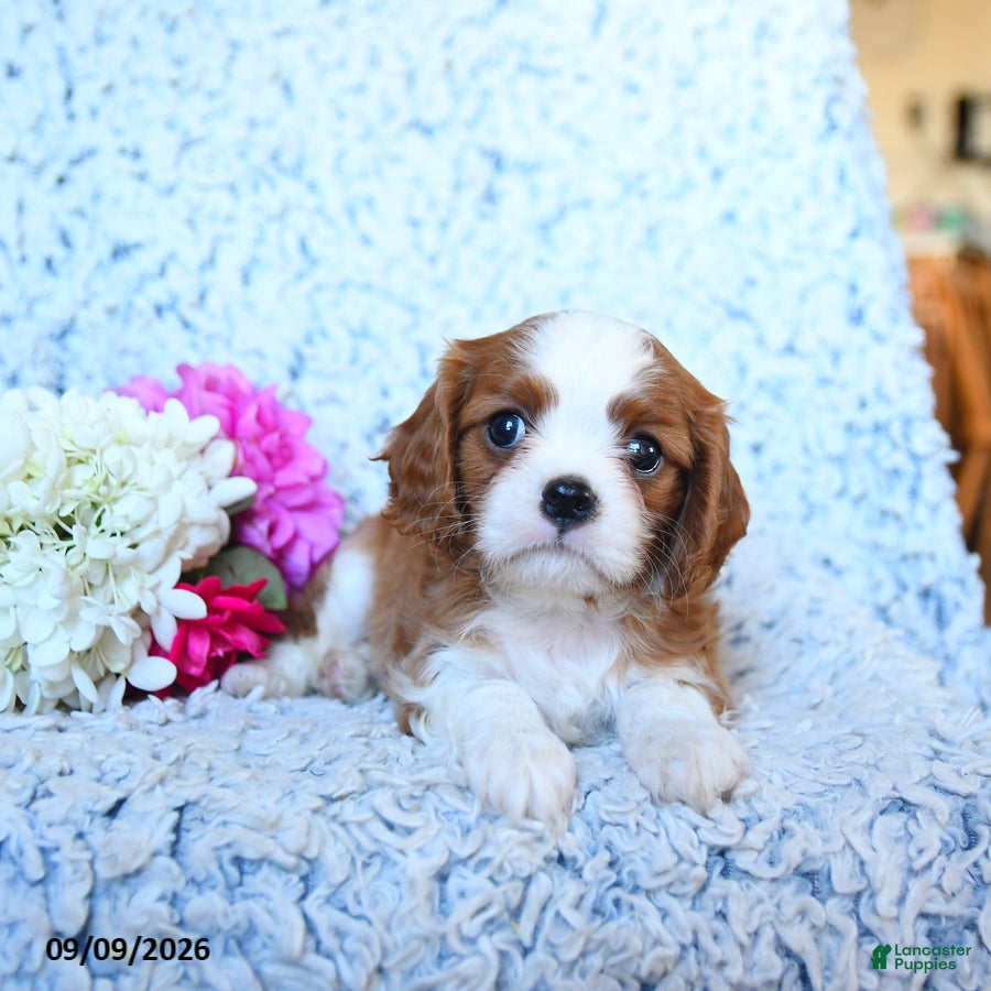 Cavalier King Charles Spaniel dogs Zach - Ad 2