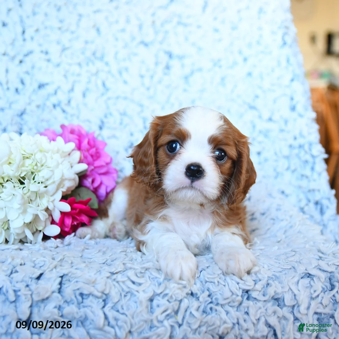 Cavalier King Charles Spaniel dogs for sale: Zach - Ad 2