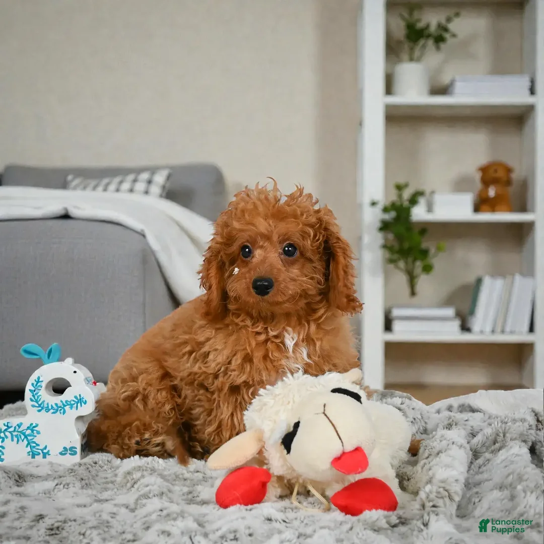 Cavapoo dogs for sale: LUCY - Ad 3