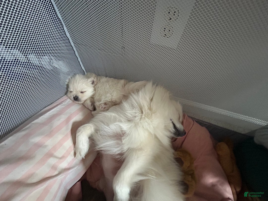 Pomeranian dogs for sale: Pomeranian Puppy 3 - Ad 5