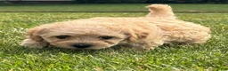 Miniature Labradoodle dogs for sale: Gigi - Ad 4