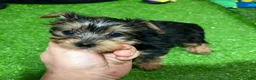 Yorkshire Terrier dogs for sale: Pat - Ad 1
