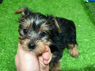 Yorkshire Terrier dogs Pat - Ad 16