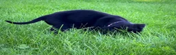 Labrador Retriever dogs for sale: Labrador Retriever 1 - Ad 7