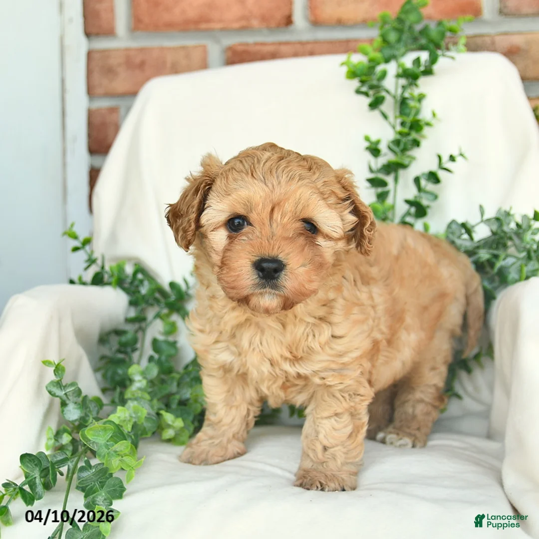 Cavachon dogs for sale: Buster  - Ad 1