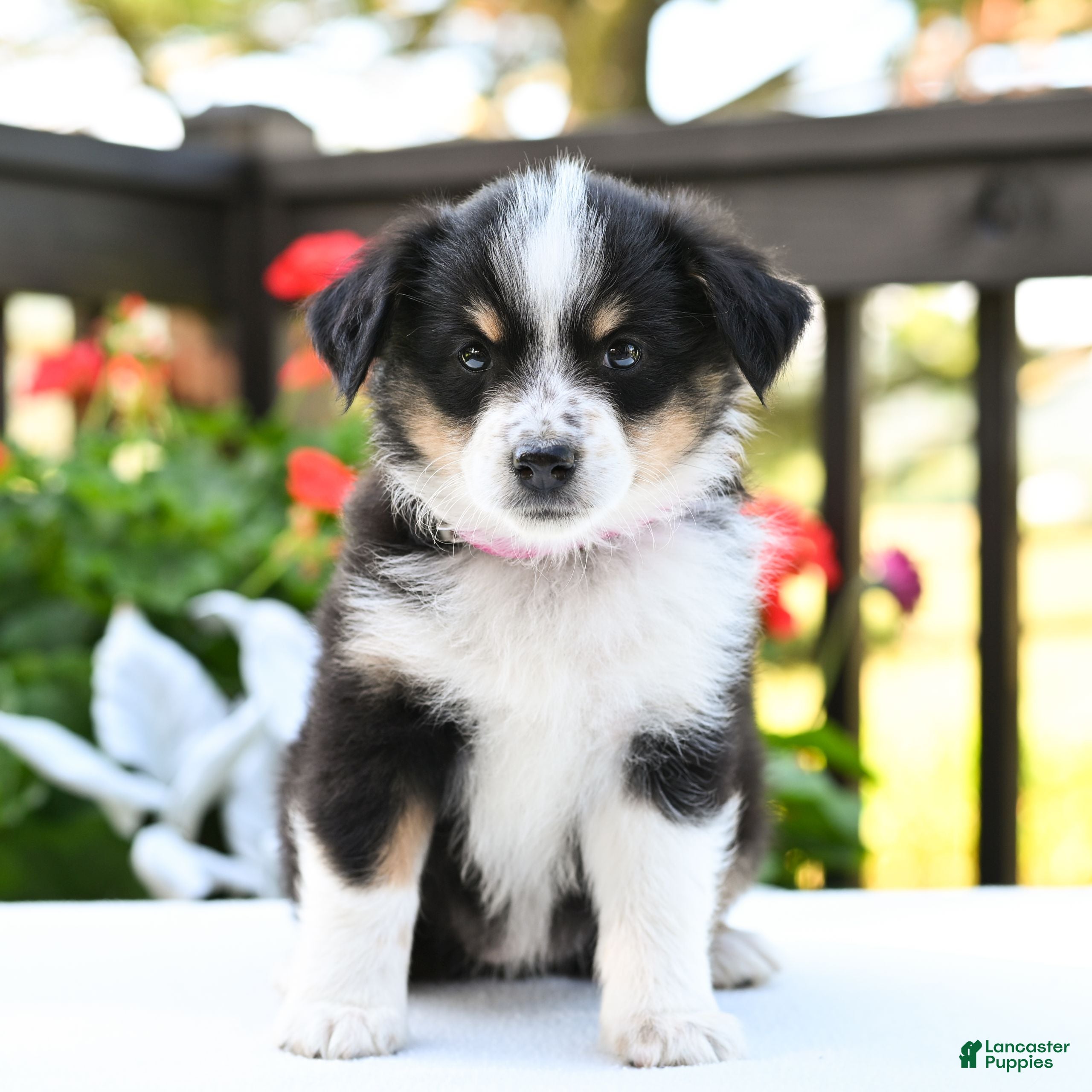 Miniature Australian Shepherd dogs Biscuit  - Ad 2