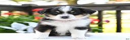 Miniature Australian Shepherd dogs for sale: Biscuit  - Ad 2