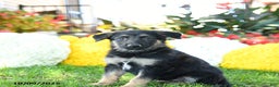 German Shepherd dogs for sale: Royal - Ad 6