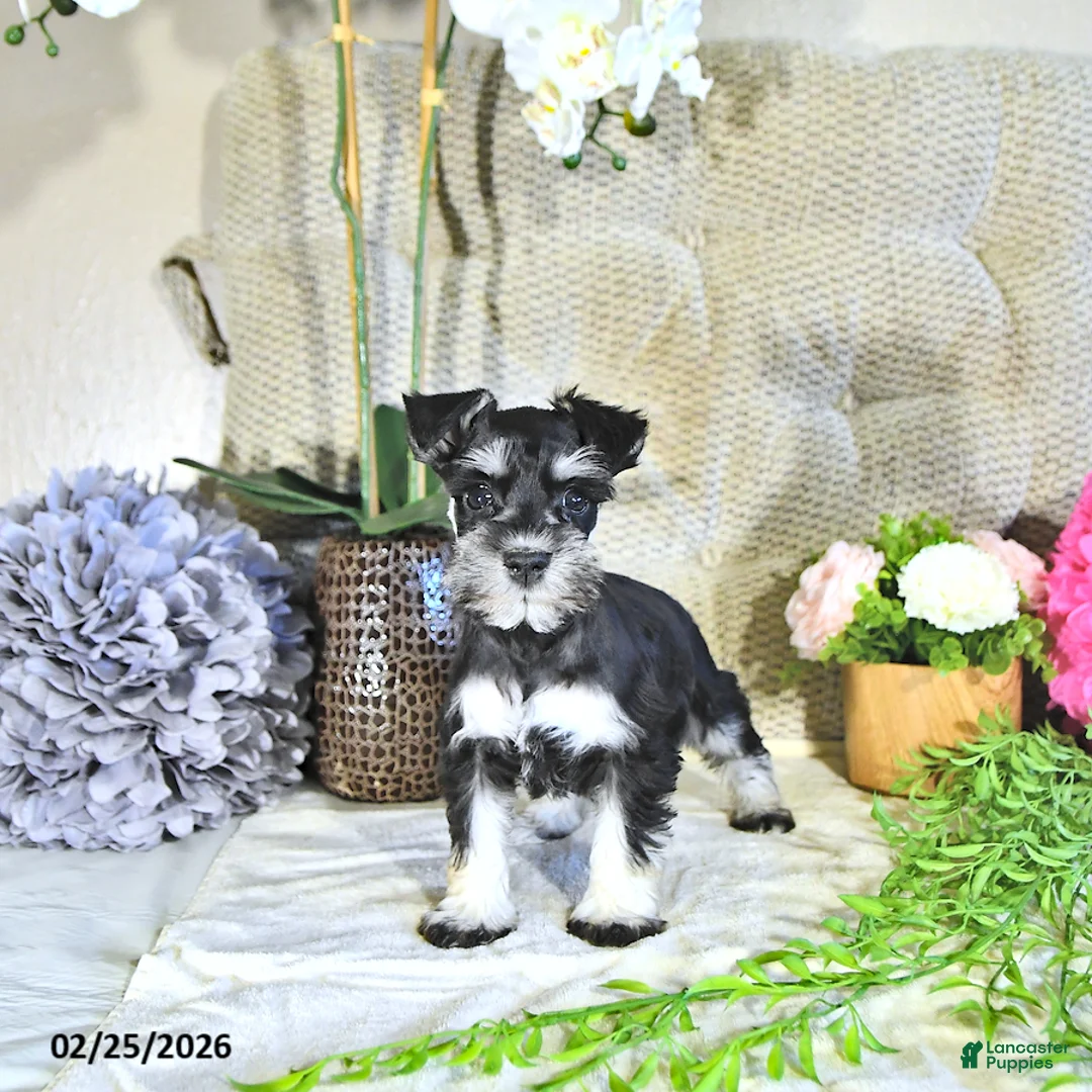 Miniature Schnauzer dogs for sale: Kacey - Ad 2